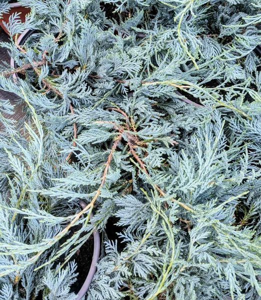 Juniperus horizontalis 'Balaton'